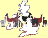 British Camelids, www.alpaca.co.uk - Click to visit