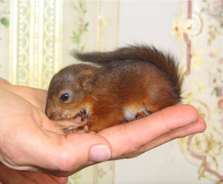 Pip - The diary of a red squirrel orphan